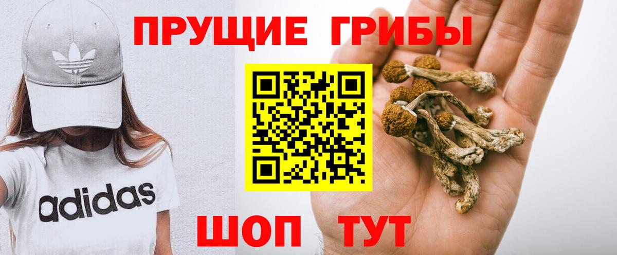 Курганинск  Псилоцибиновые грибы Psilocybine cubensis  Вход с VPN 